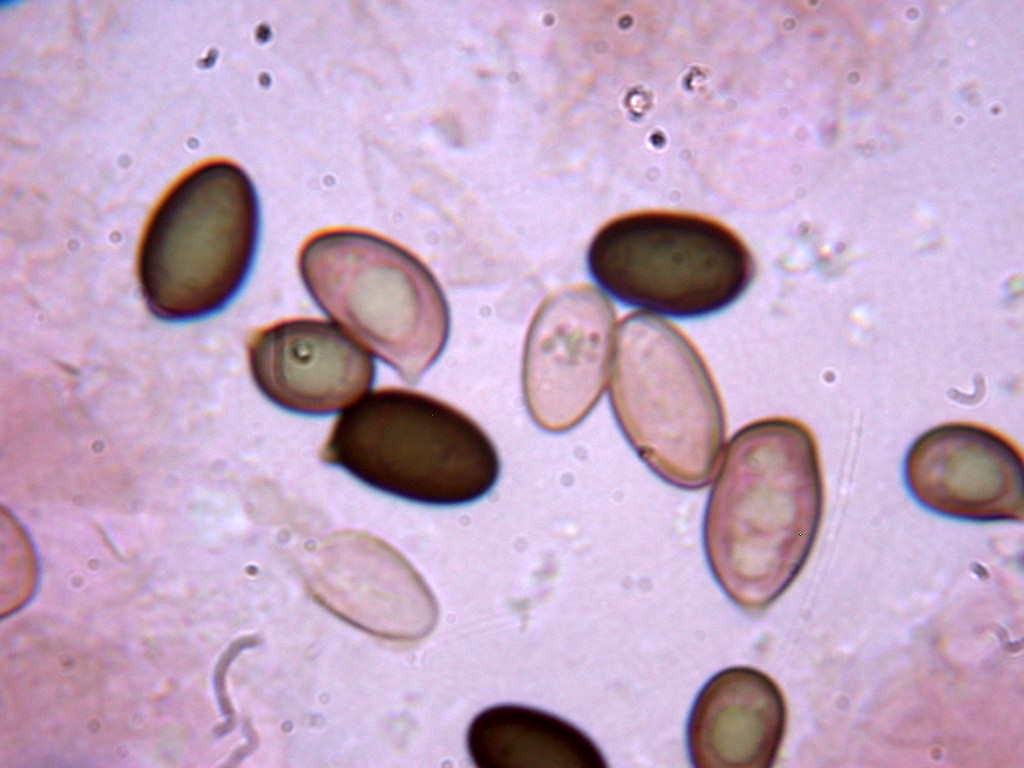 Kheops... Kephren...o ???  QUIZ